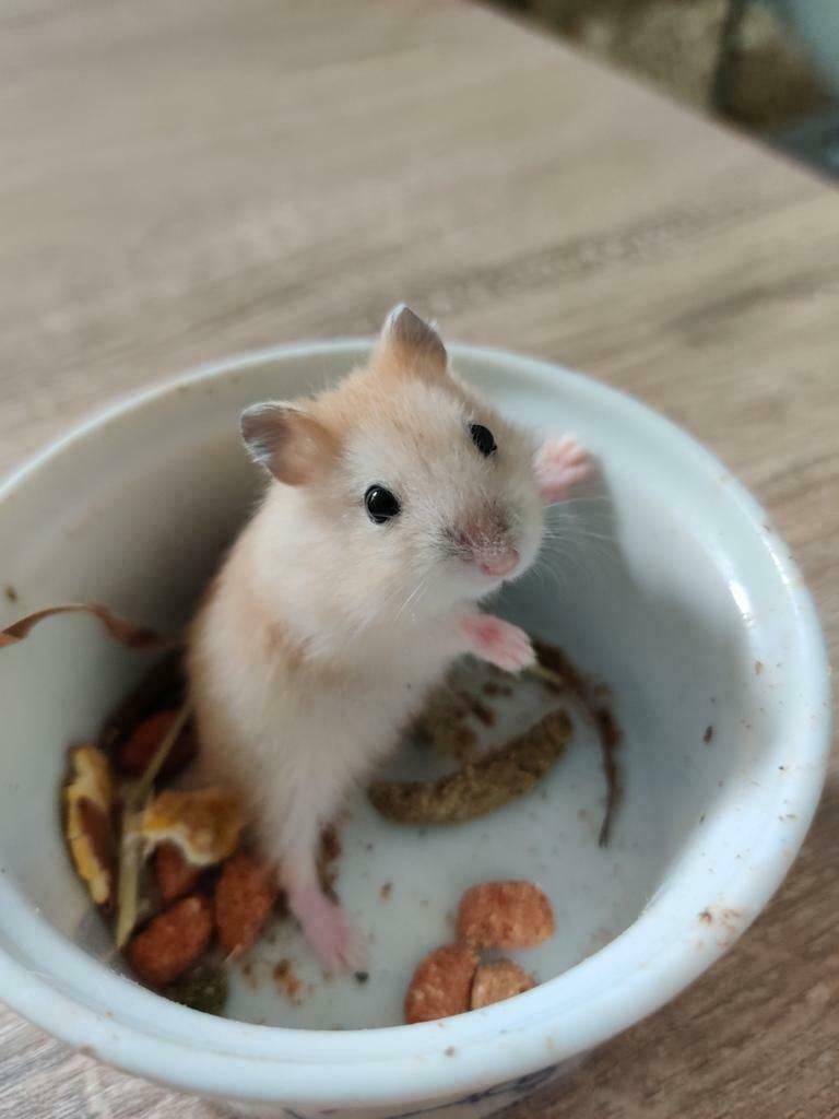 Tamme dwerghamsters (met of zonder kooi naar keuze), Dieren en Toebehoren, Hamster, Februari, Meerdere dieren, Tam