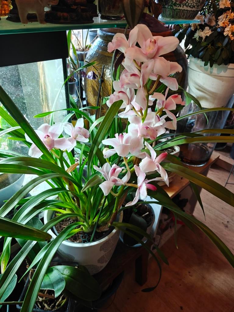Cymbidium orchidee met 5 bloemstengels, Huis en Inrichting, Kamerplanten, Ophalen of Verzenden