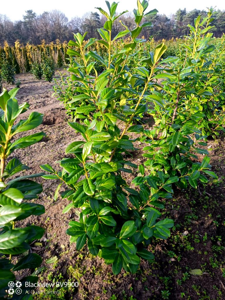 Laurier Prunus novita 100-125cm vertakte struiken haag plant, Ophalen of Verzenden, Laurier, Struik, 100 tot 250 cm