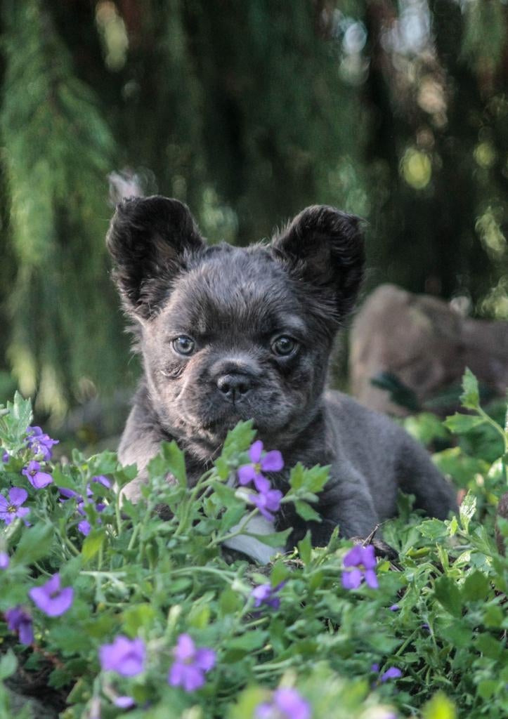 Fluffy Franse Bulldog pups, Dieren en Toebehoren, België, Fokker | Hobbymatig, 8 tot 15 weken, Parvo