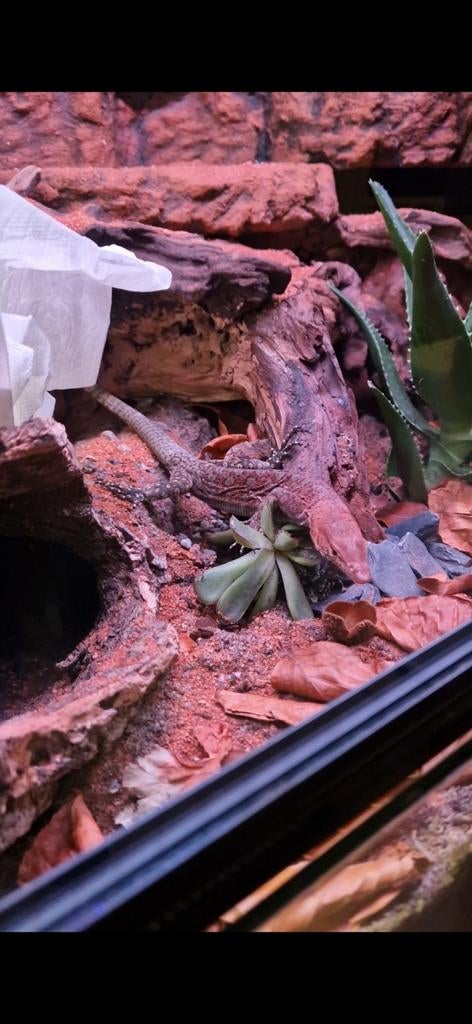 Varanus pilbarensis (pilbara varaan) man Monitor Lizard - male for sale from Remco