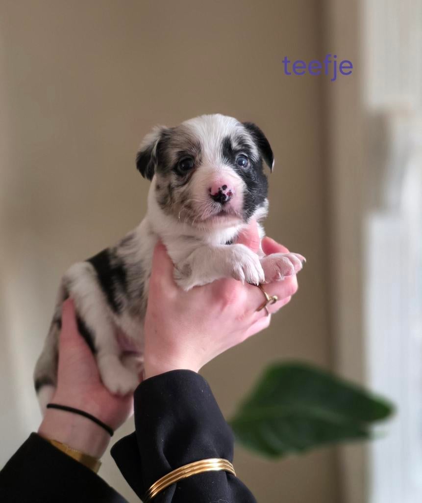 Unieke border collie pups UPDATE, 8 tot 15 weken, Collie, Meerdere, Meerdere dieren