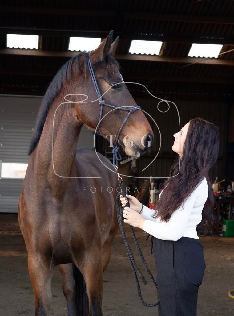 4 jarige merrie, Dieren en Toebehoren, Paarden, Merrie, Onbeleerd, 165 tot 170 cm, 3 tot 6 jaar, Dressuurpaard, Met stamboom, Gechipt