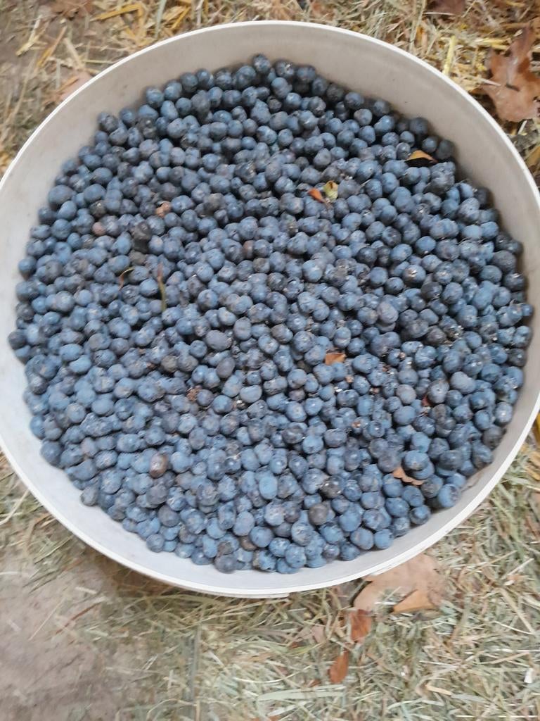 Zaden palmboom Trachycarpus Fortunei, Ophalen of Verzenden, Nieuw, Split