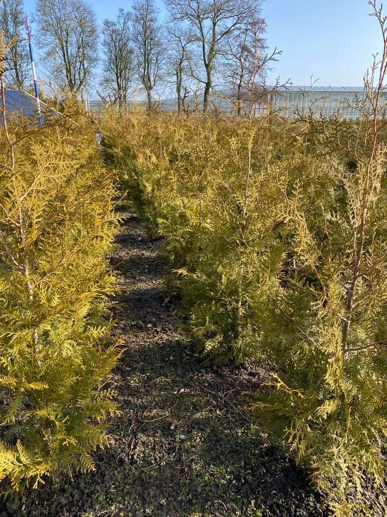 Haagconiferen thuya Brabant 150cm  €7pst, Ophalen, Conifeer