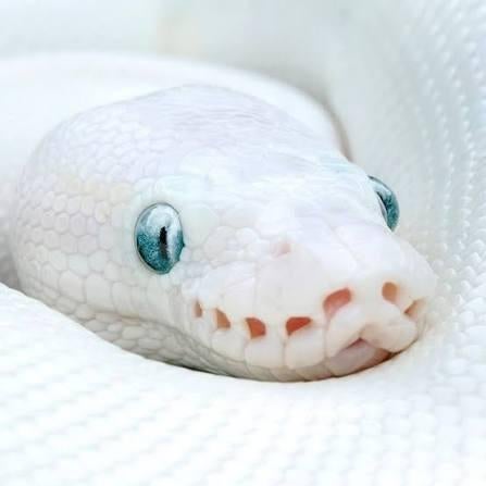 Gezocht!! Blue Eyed Lucy Ballpython., Dieren en Toebehoren, Slang, 0 tot 2 jaar