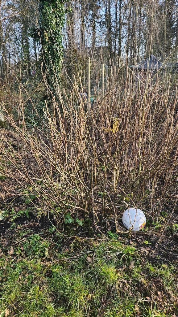 Rode bessen aalbessen struiken, Ophalen