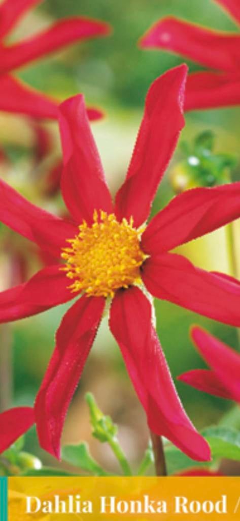 Te koop knol Dahlia ‘Honka Red’ met groeipunten, Tuin en Terras, Ophalen of Verzenden, Overige soorten, Volle zon