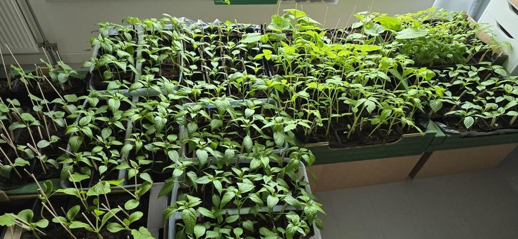 Groenteplantjes / Moestuinplantjes - Diverse soorten, Tuin en Terras, Kweekspullen, Ophalen of Verzenden