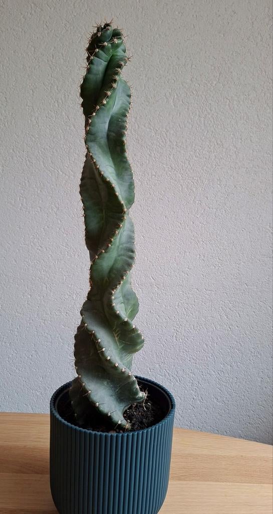 Cactus, Ophalen, Cactus, Volle zon, Minder dan 100 cm