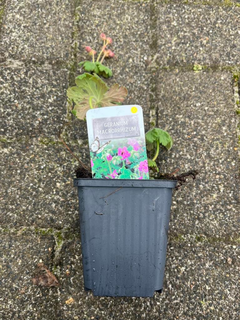 Geranium macrorrhizum - Ooievaarsbek, Tuin en Terras, Planten | Tuinplanten, Ophalen, Bodembedekkers, Vaste plant, Halfschaduw