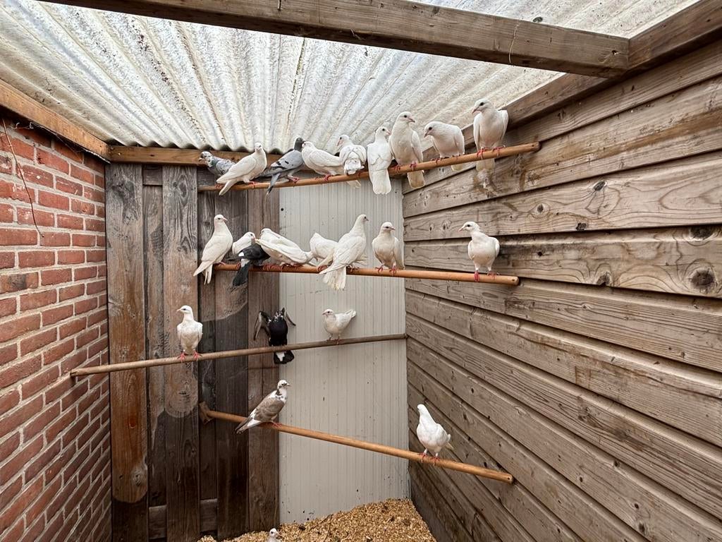 Witte post duiven, Meerdere dieren