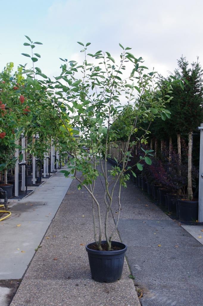 meerstammige krentenboom amelanchier lamarckii, Tuin en Terras, Overige soorten, Zomer, Ophalen, Volle zon