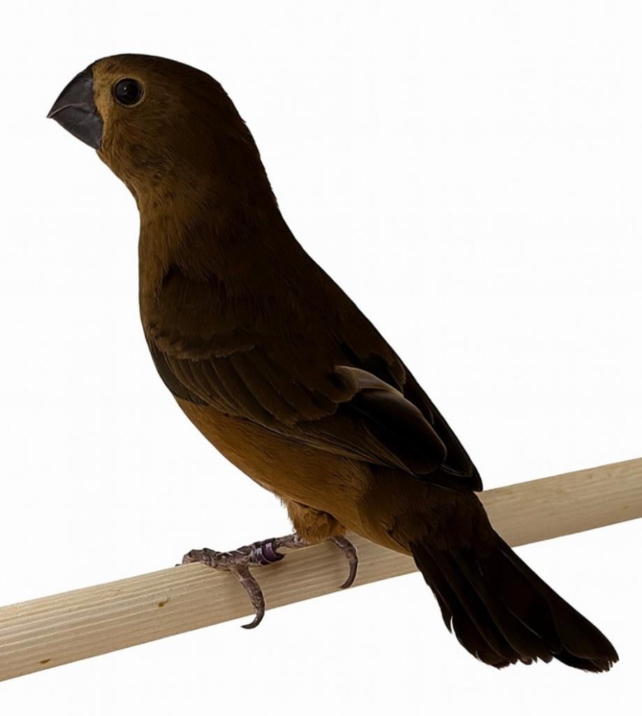 Te Koop Diverse TwaTwa's, Meerdere dieren, Wildzangvogel, Geringd