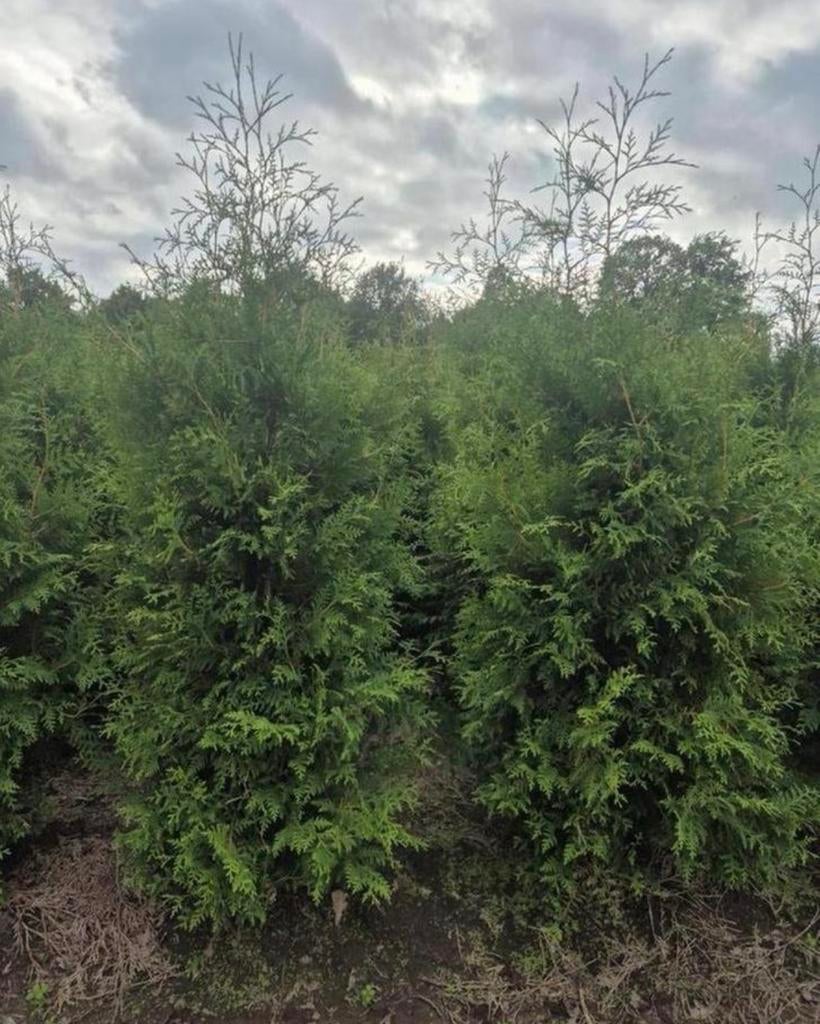 Thuja occ Brabant coniferen AKTIE, Ophalen of Verzenden, Conifeer, 100 tot 250 cm