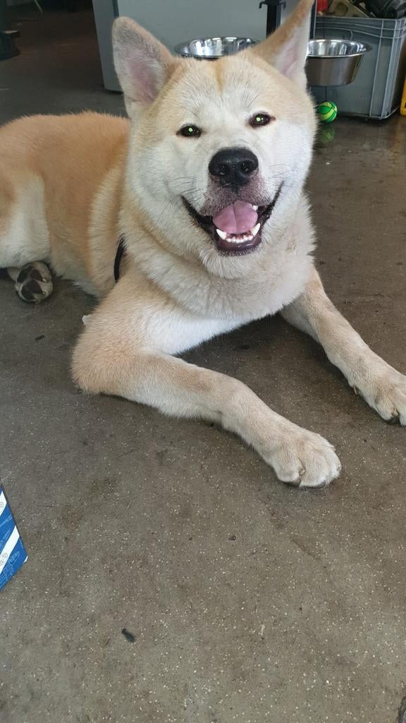 Akita, Reu, Parvo, Eén hond, 3 tot 5 jaar