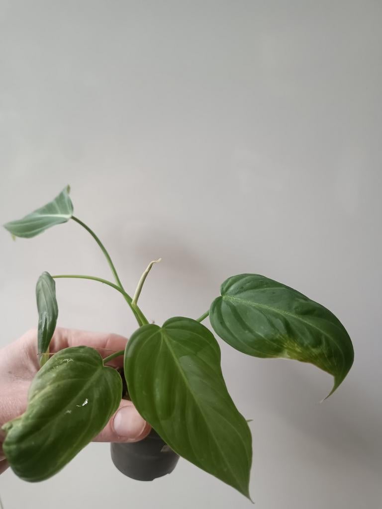 Philodendron glorious #3, Huis en Inrichting, Kamerplanten, Ophalen of Verzenden, Halfschaduw, Minder dan 100 cm