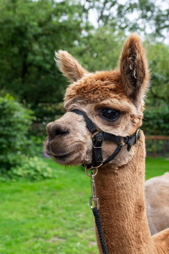 Alpacaovernachting. Altijd al willen overnachten bij alpacas, 8 personen, 4 of meer slaapkamers, Dorp, Open haard