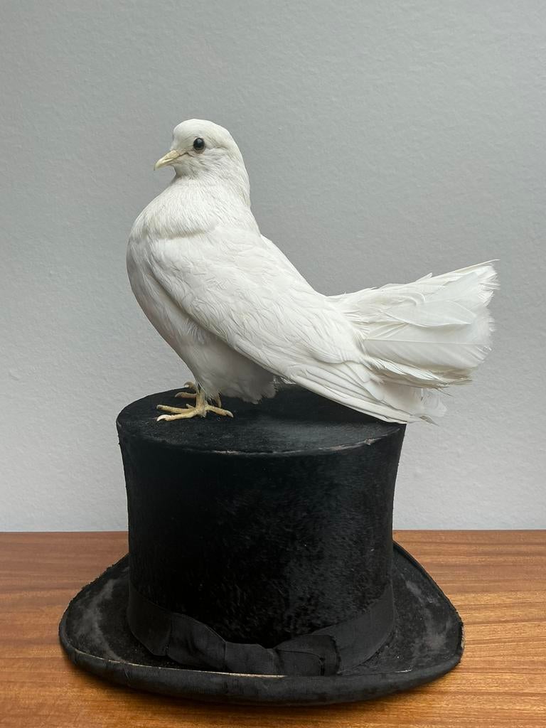 Prachtige opgezette witte duif op hoge hoed, taxidermie, Ophalen of Verzenden, Gebruikt, Vogel, Opgezet dier