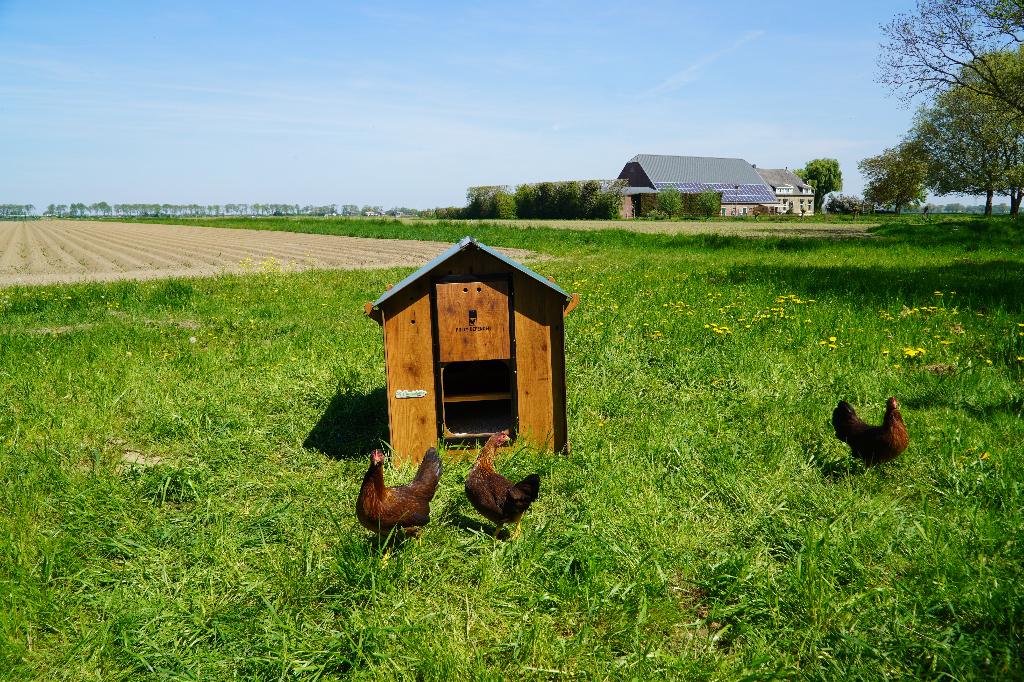 Trespa Kippenhok Cucciolotta Classic L | Grondmodel, Dieren en Toebehoren, Ophalen of Verzenden, Nieuw, Kippenhok of Kippenren