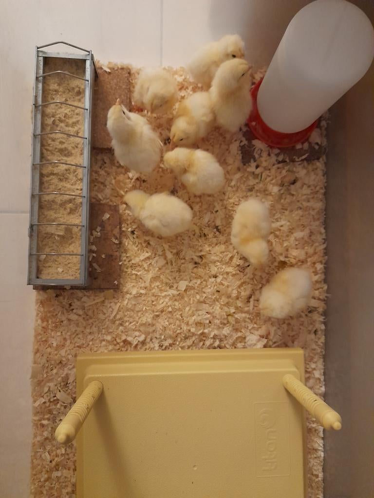 Kuikens van Sussex Columbia 5 € en broedeieren voor 1 €, Dieren en Toebehoren, Geslacht onbekend, Kip