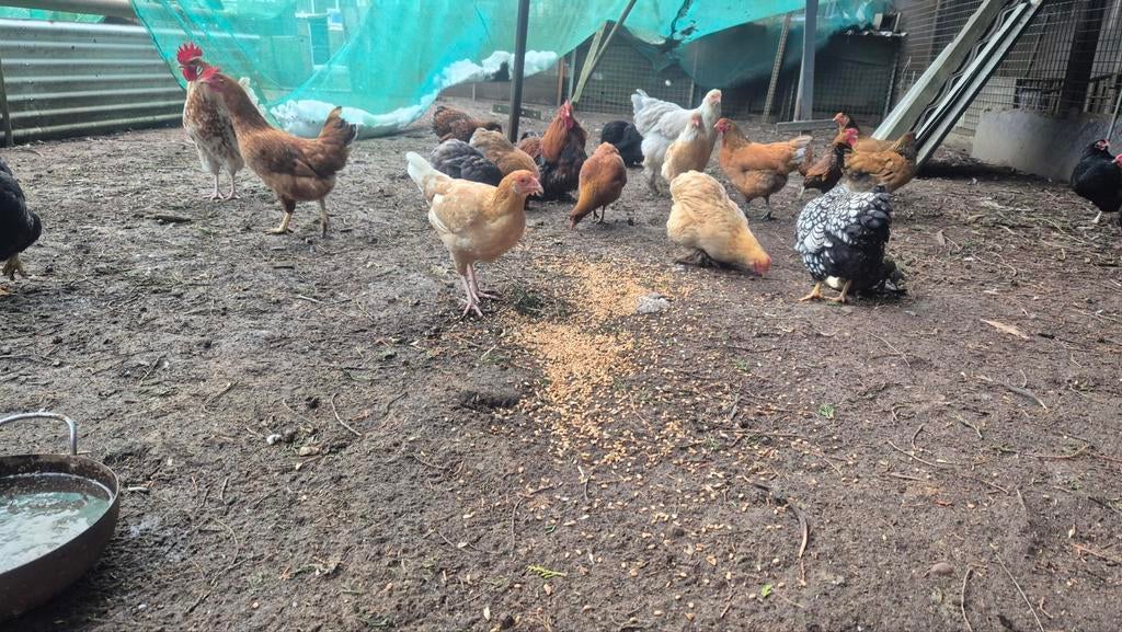 Te koop legkippen., Dieren en Toebehoren, Pluimvee, Vrouwelijk, Kip