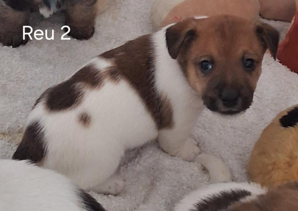 jackrussel pup ruwharig reutje, Parvo, 8 tot 15 weken, Meerdere, Meerdere dieren