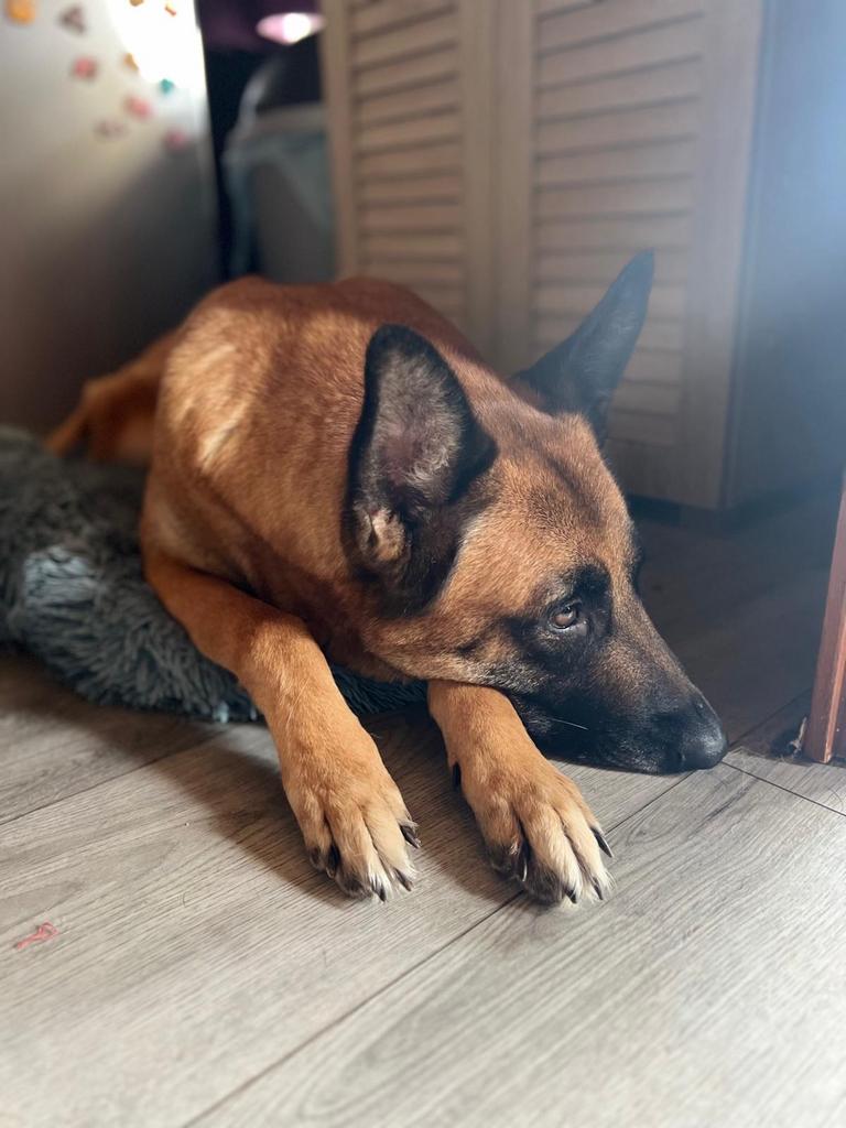 Mechelse Herder zoekt nieuw huisje (Spoed), Dieren en Toebehoren, Honden | Herdershonden en Veedrijvers, Teef, Parvo, Eén hond