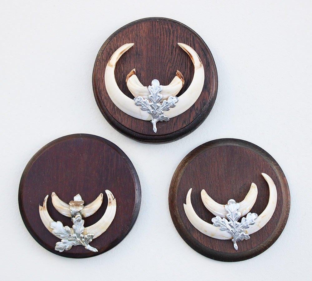 3 x schild tanden EVERZWIJN / WILD ZWIJN - set N, Ophalen of Verzenden, Gebruikt, Wild dier, Overige typen