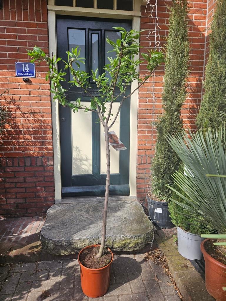 Amandelboompjes vol met amandelen!