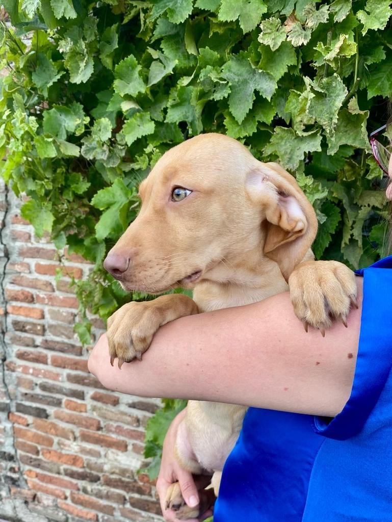 Practige Vizsla pups mogen het nest verlaten, Parvo, Overige rassen, 8 tot 15 weken, Meerdere