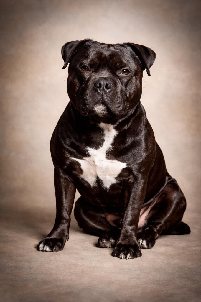 Staffordshire bull terrier dekreu NIET TE KOOP, Reu, 1 tot 2 jaar, Parvo, Eén hond