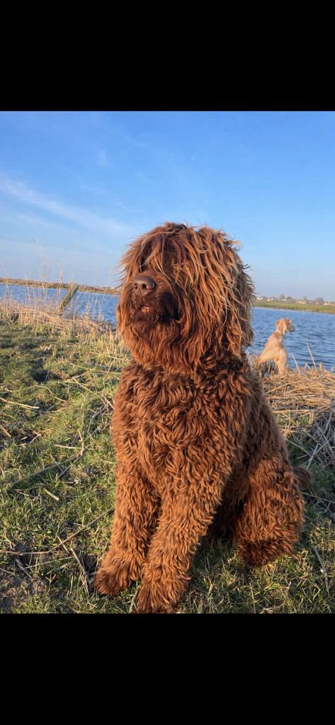 OOK OP LOCATIE, geteste labradoodle dekreu australian bloed, Parvo, Reu, Meerdere, 3 tot 5 jaar