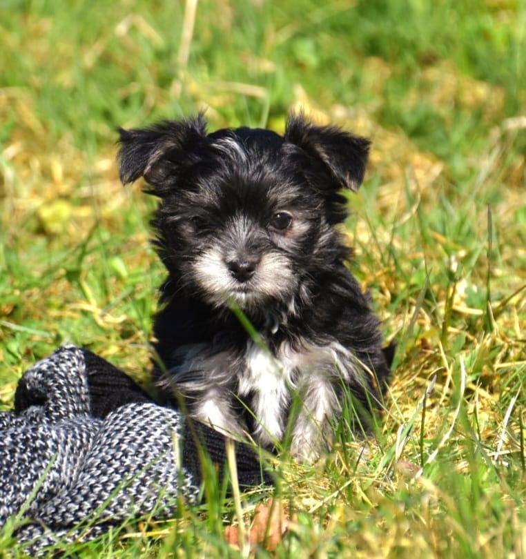 4 Prachtige Boomer pups (klein) 3 meiden, 1 jongetje(witte), Parvo, Nederland, Overige rassen, 8 tot 15 weken