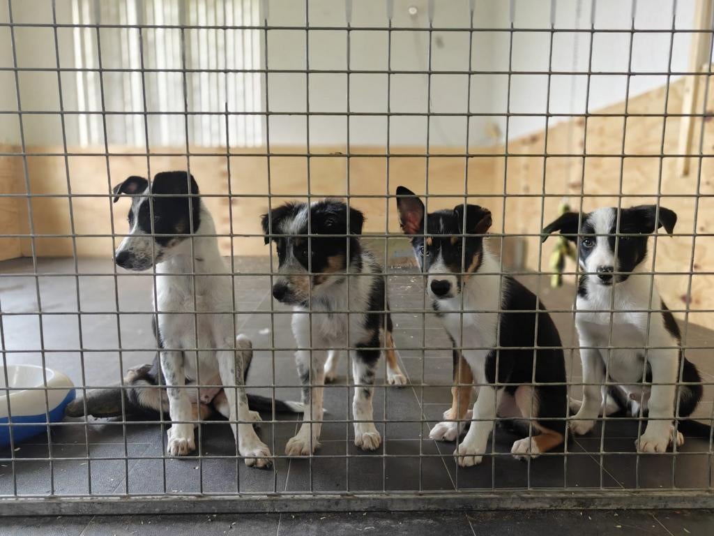 Bordercollie pups/ border collie pups met isds stamboom., Parvo, Sheepdog, Reu, 8 tot 15 weken