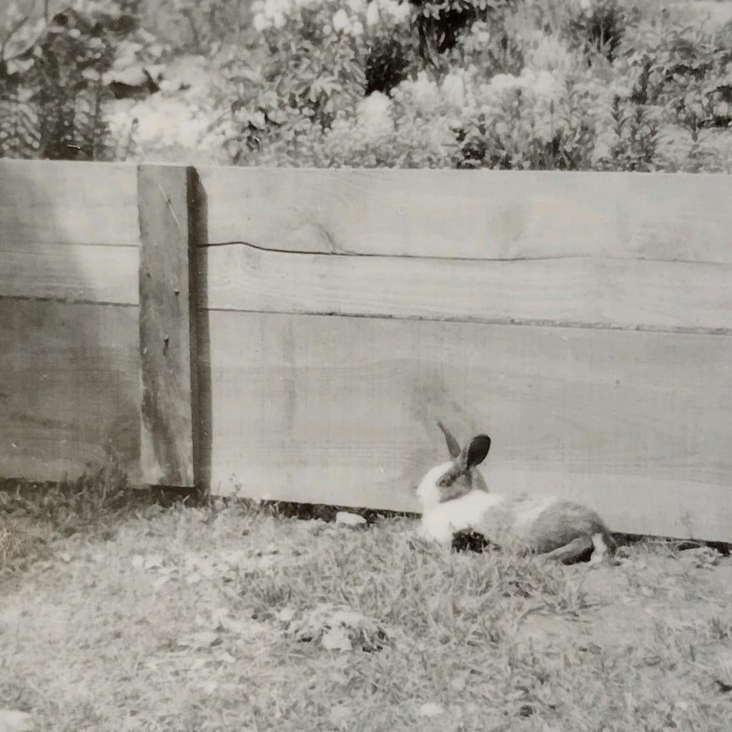 Vrouw met 2 konijnen jaren 50-60, Ophalen of Verzenden, 1940 tot 1960, Gebruikt, Overige onderwerpen
