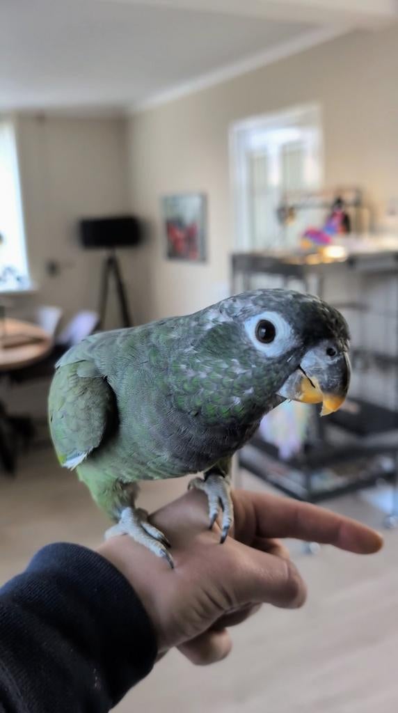 Handtamme Pionus Maximiliani met accessoires (2025), Dieren en Toebehoren, Vrouwelijk, Papegaai, Tam