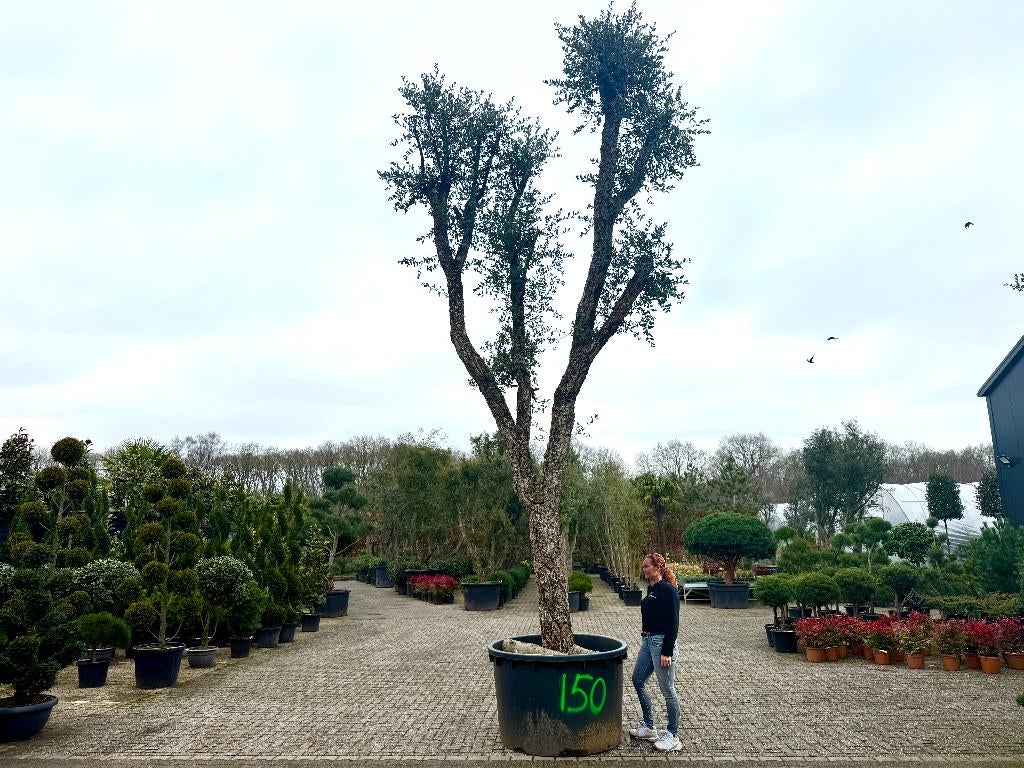 Quercus suber - Kurkeik met 100/110 cm stamomtrek nr 150, Overige soorten, Zomer, 400 cm of meer, Ophalen