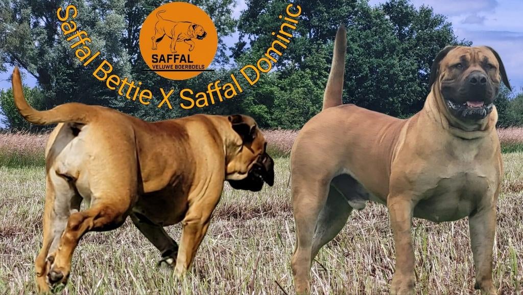 Raszuivere Boerboel pups met stamboom, Overige rassen, 8 tot 15 weken, Meerdere, Meerdere dieren