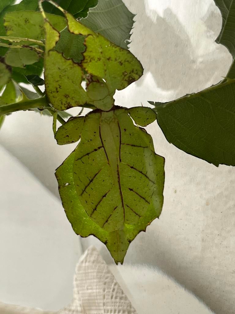 Eitjes wandelend blad. Oyae, Wandelende tak