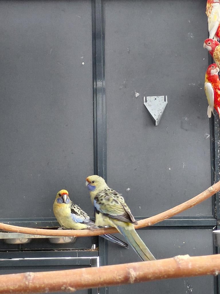 Strogele Rosella l Volwassen man l Jonge poppen, Dieren en Toebehoren, Meerdere dieren, Parkiet, Geringd
