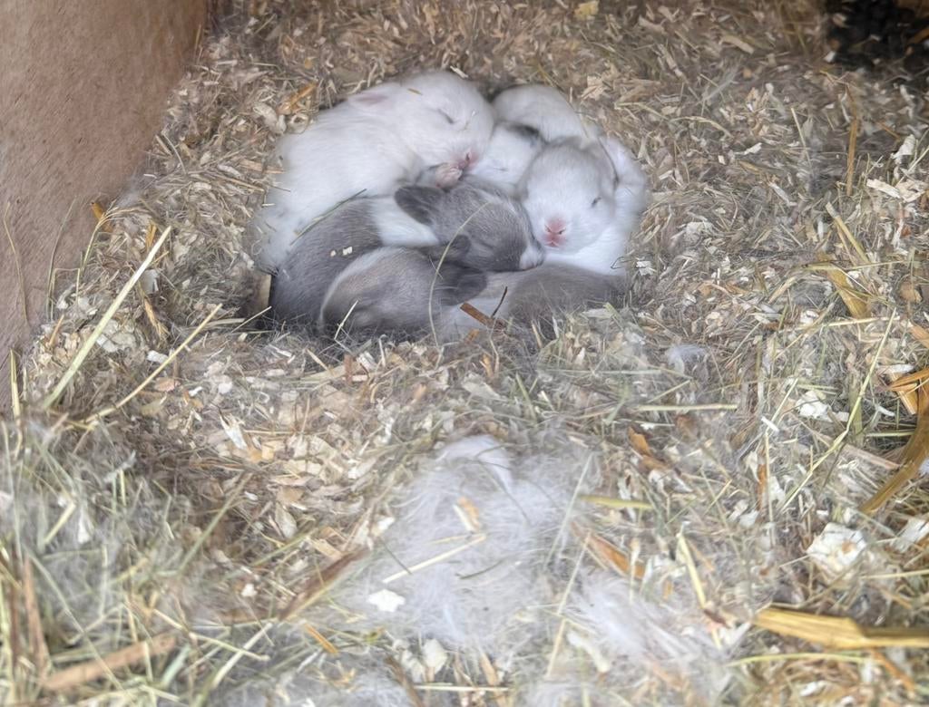 Jonge dwergkonijntjes, Dieren en Toebehoren, Konijnen, Meerdere dieren, Dwerg, 0 tot 2 jaar