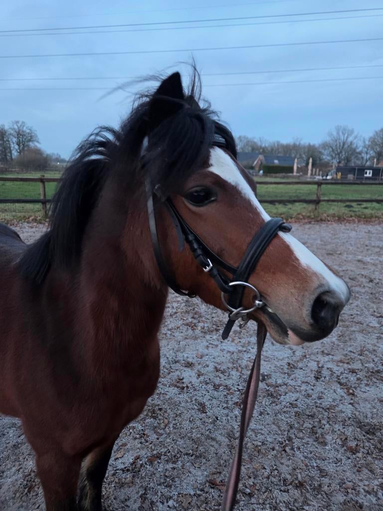Leaser gezocht welsh b, Ophalen of Verzenden, Nieuw