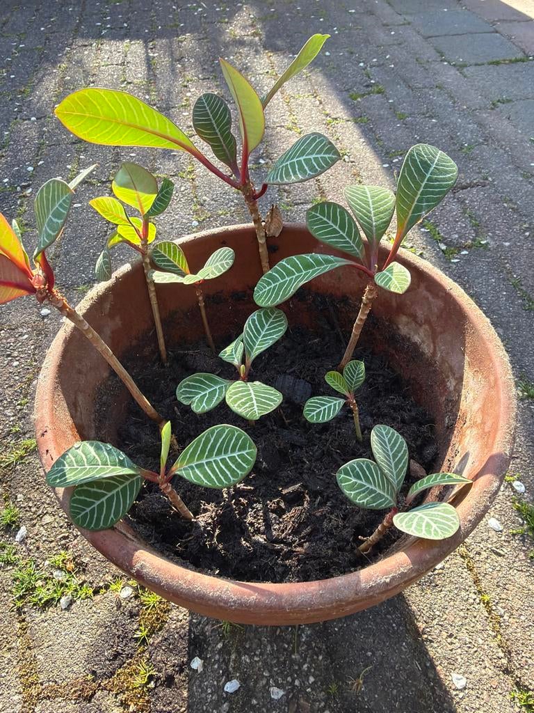 Diverse Euphorbia stekjes in pot per stuk€1,00, Overige soorten, Volle zon, Vaste plant, Ophalen of Verzenden