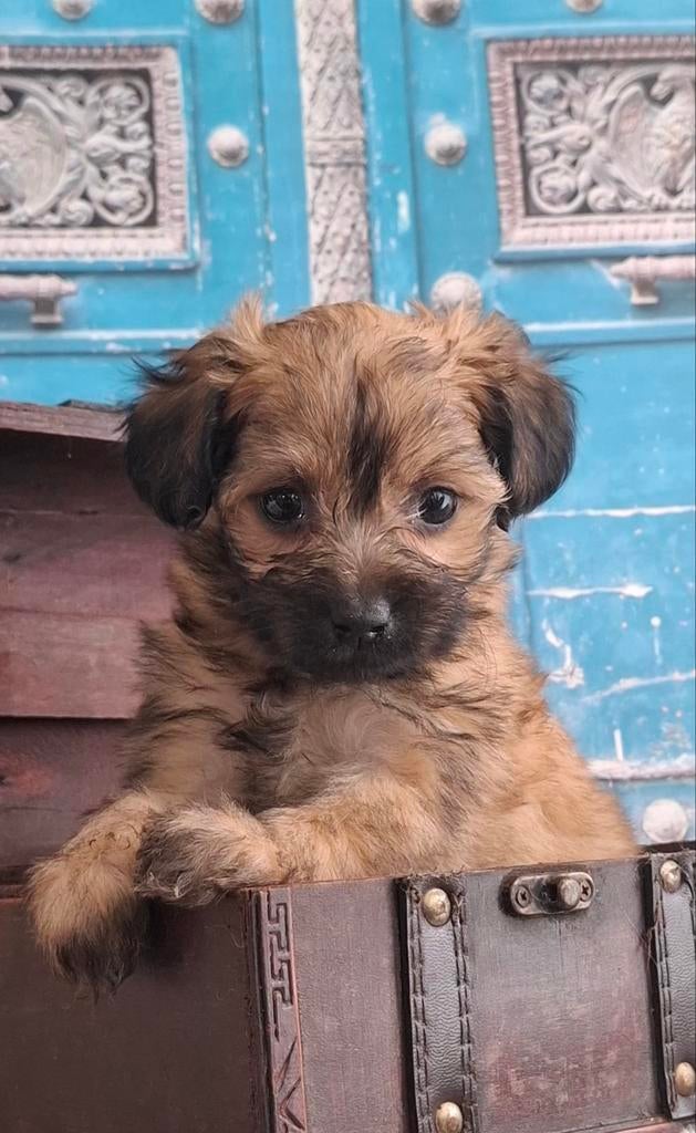 Grappige, goed gezonde pomapoo pupjes❤️, Parvo, Overige rassen, 8 tot 15 weken, Meerdere