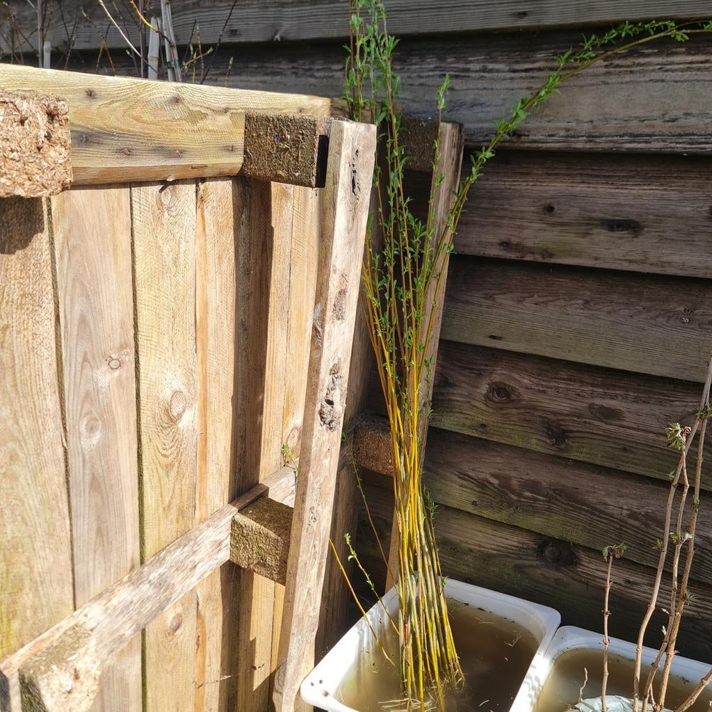 Stekken zie omschrijving . GRATIS, Ophalen, Overige soorten, Volle zon