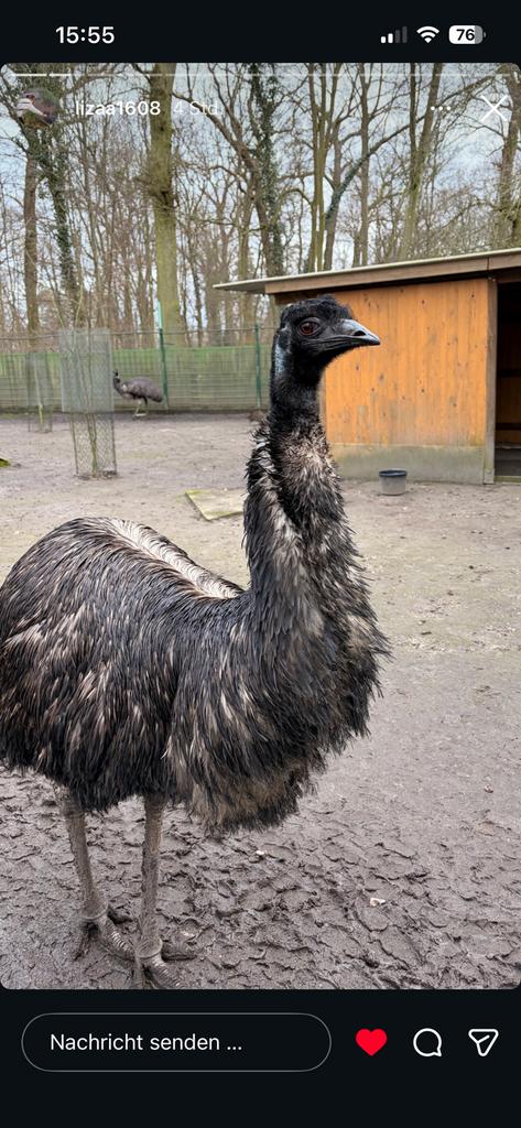 Emoe Kuiken Gezocht, Dieren en Toebehoren, Pluimvee, Vrouwelijk, Overige soorten