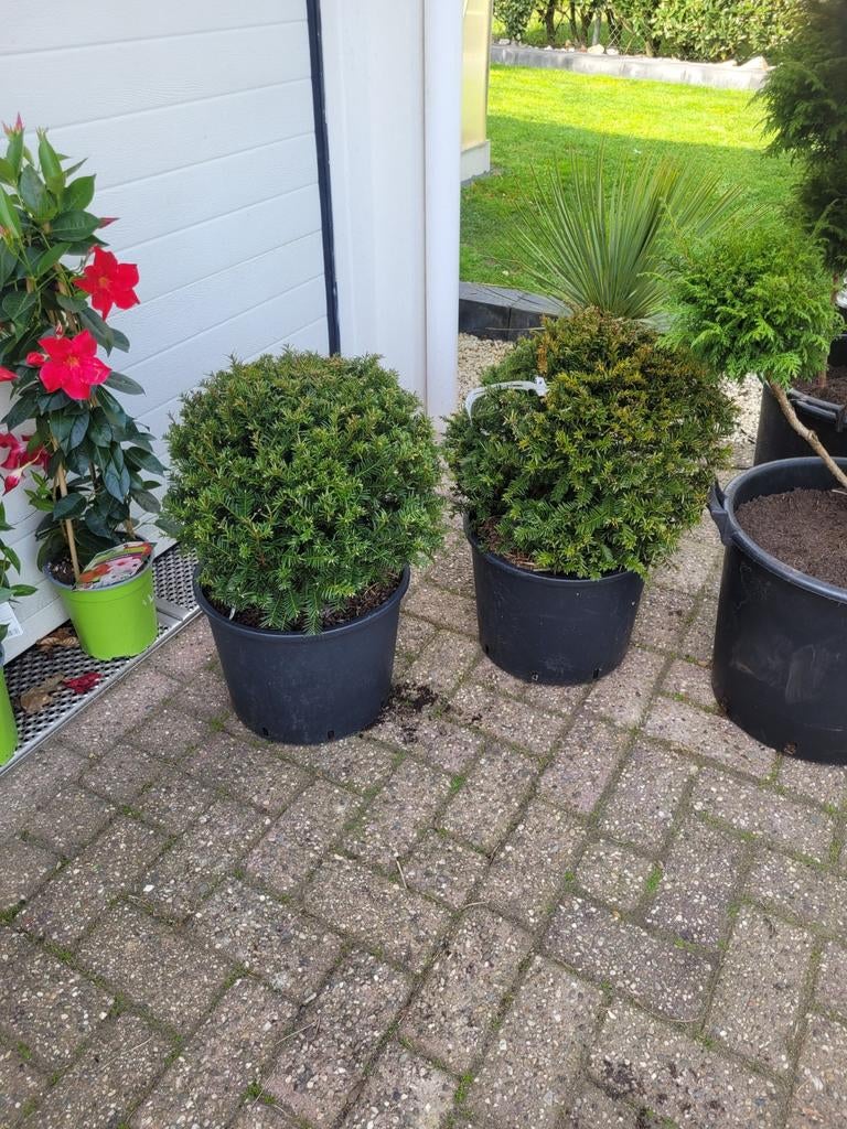 Taxus bol 40cm - Ideaal voor tuin en terras, Tuin en Terras, Overige soorten, Vaste plant, Ophalen of Verzenden, Bloeit niet