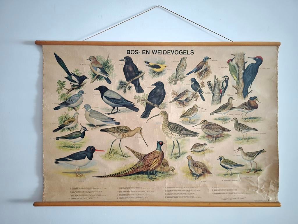 Antieke Schoolplaat: Bos- en Weidevogels op Linnen, Ophalen of Verzenden, Natuur en Biologie