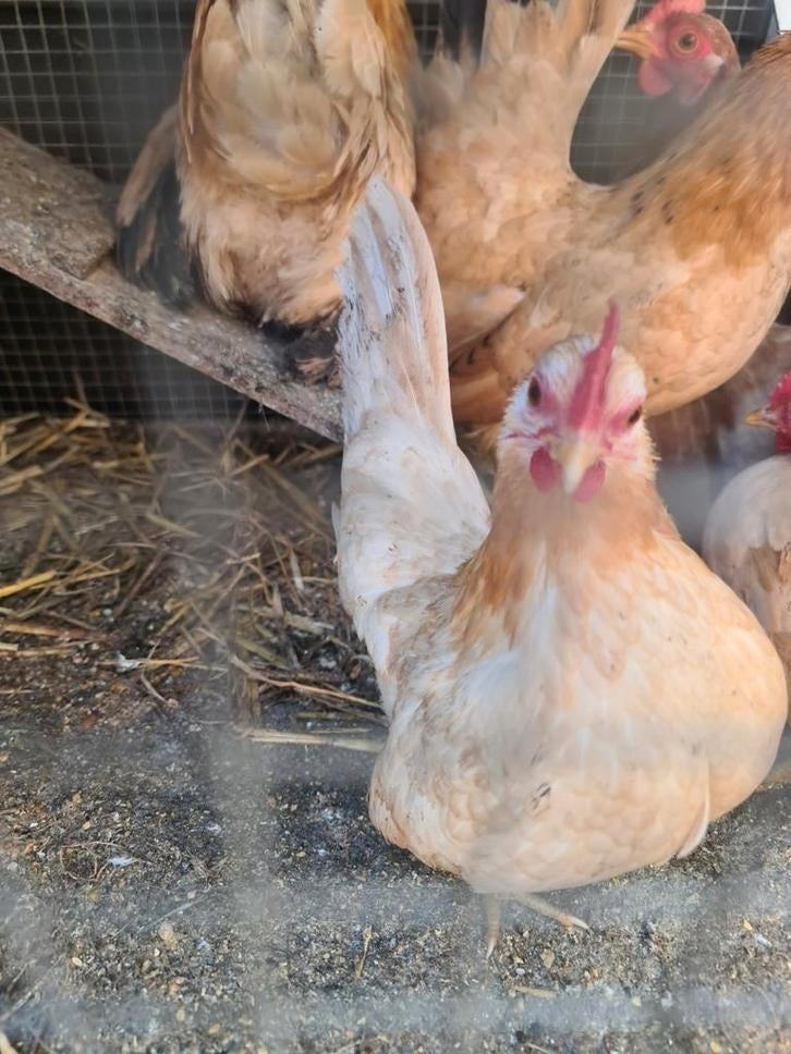 Serama broedeieren, Dieren en Toebehoren, Geslacht onbekend, Kip